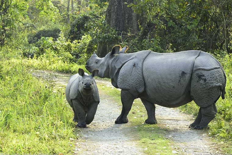 unesco site – “kaziranga” || tawang – “switzerland of the east”